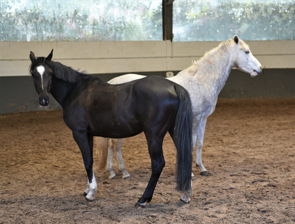 ride,indoor arena,paris,studying